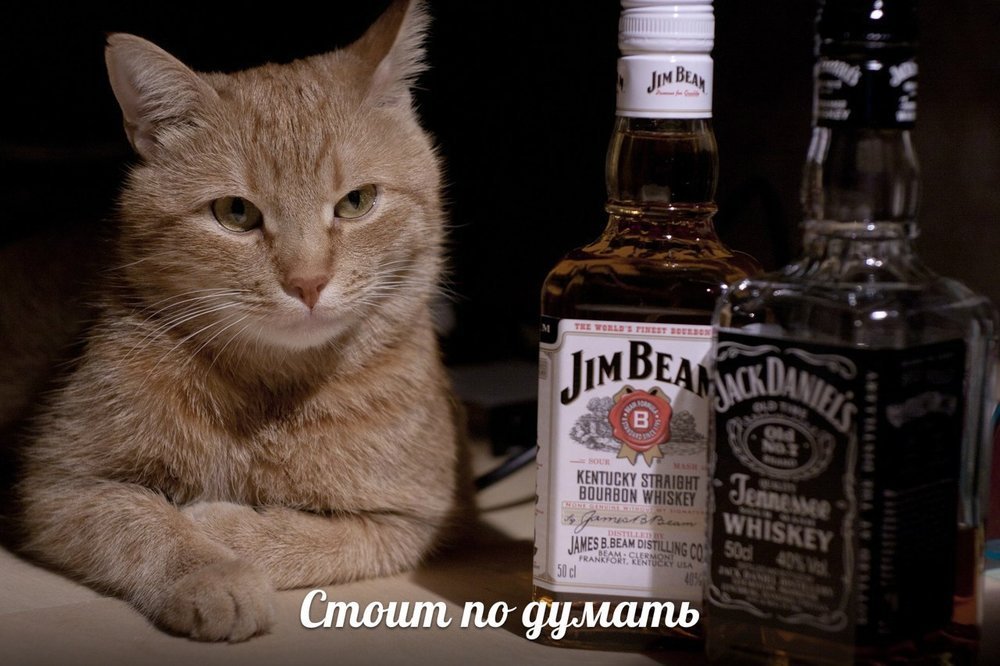 Кот с бутылкой мем